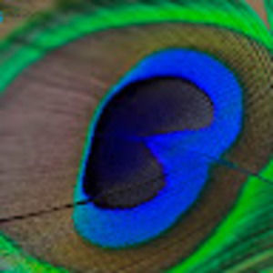 Meet your Posher, Krishna